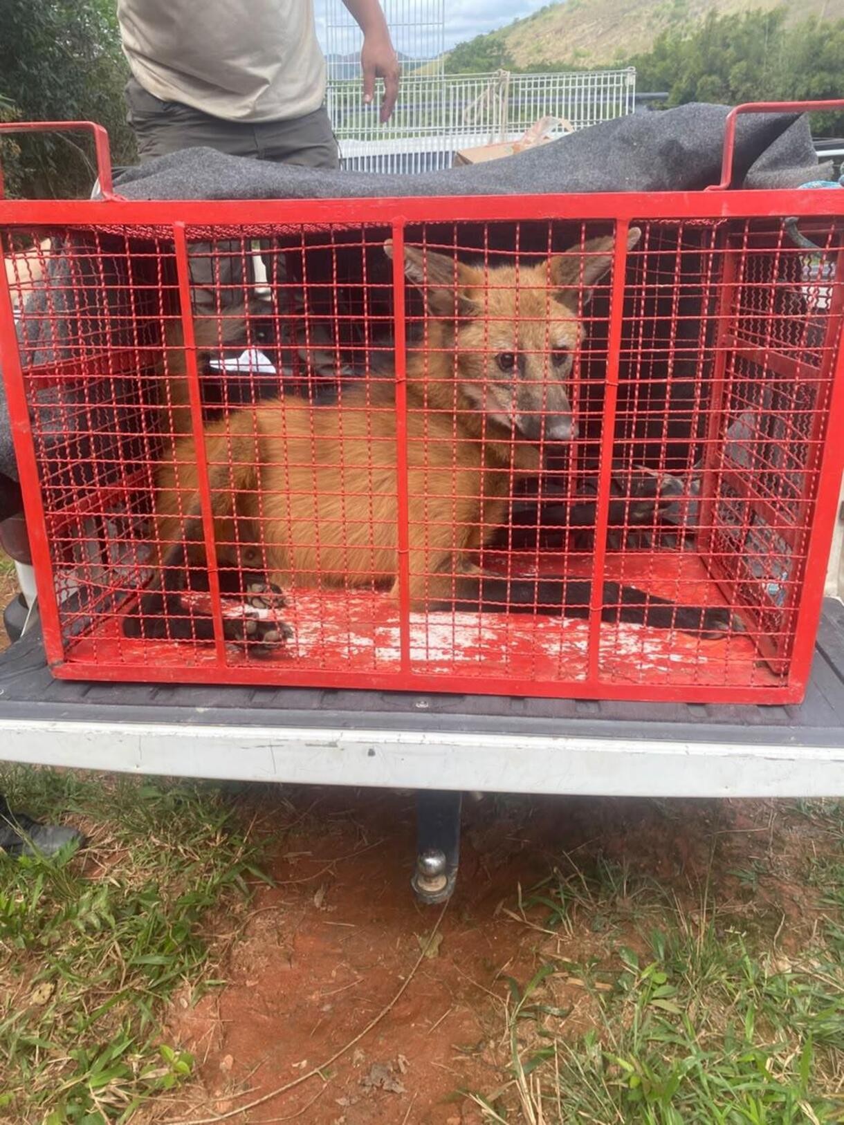 Lobo-guará é resgatado e devolvido à natureza em Valença