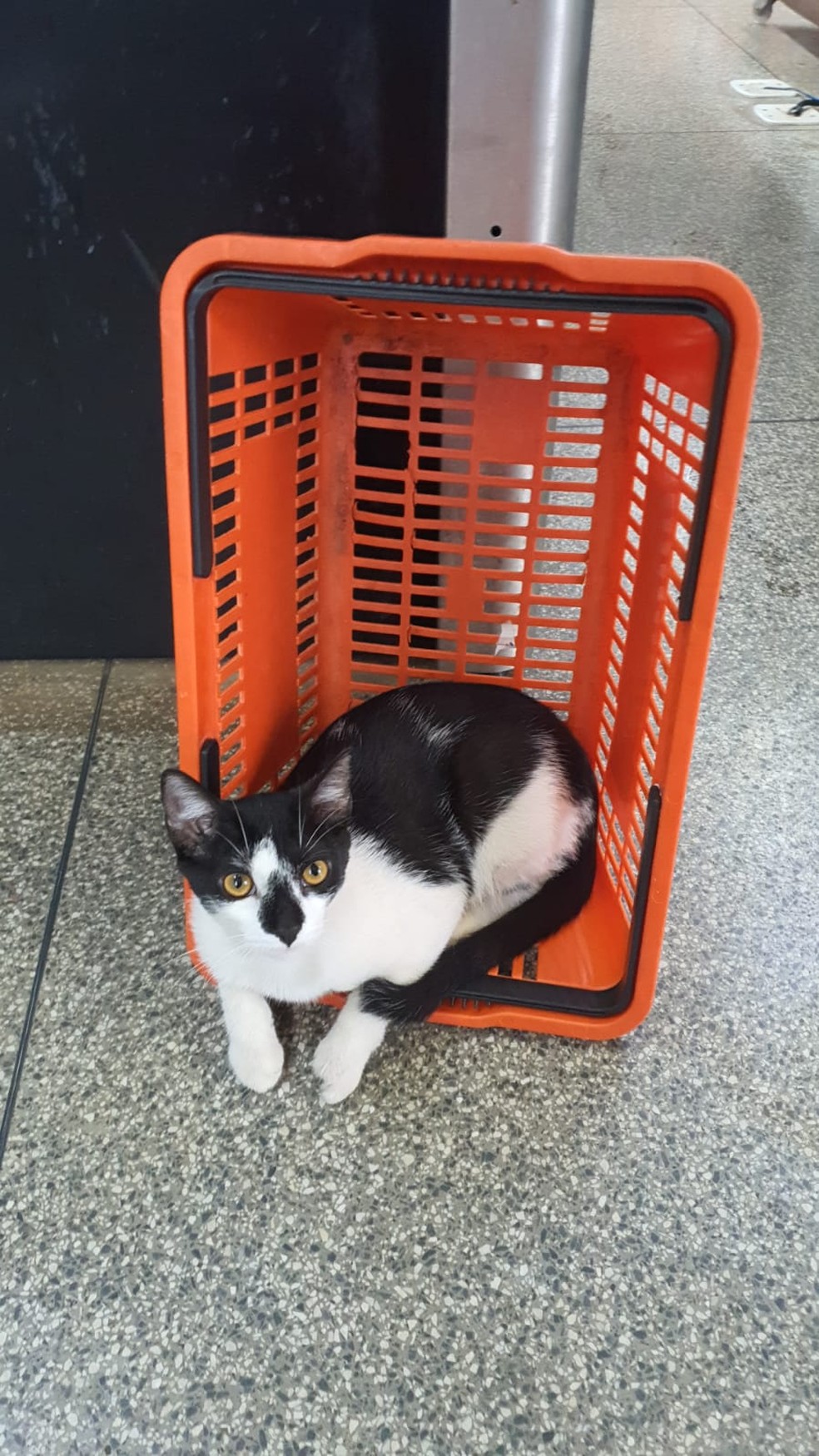Gatinho hospitalizado é “adotado” por outro gato e momento viraliza; veja  vídeo