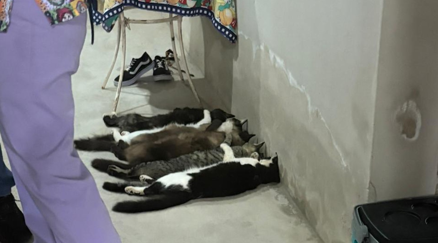 Trio é preso suspeito de venda clandestina de sangue de gato no interior de SP