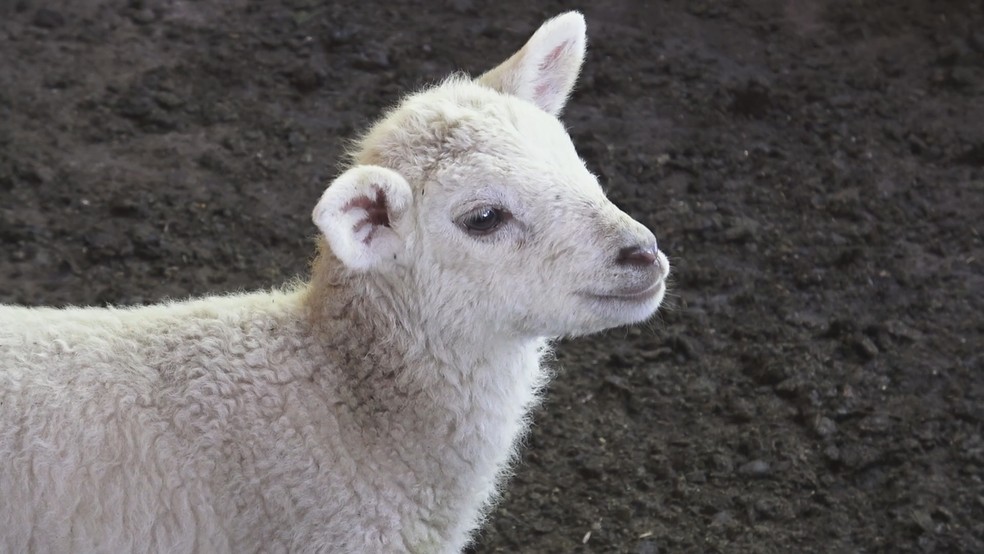 Magali é a menor da ninhada de cinco filhotes em Reserva do Iguaçu — Foto: RPC