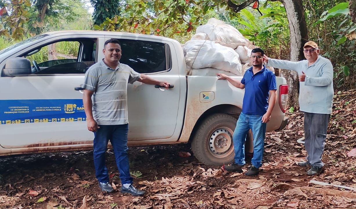 Semap distribui sementes híbridas de cacau para produtores rurais do município de Santarém