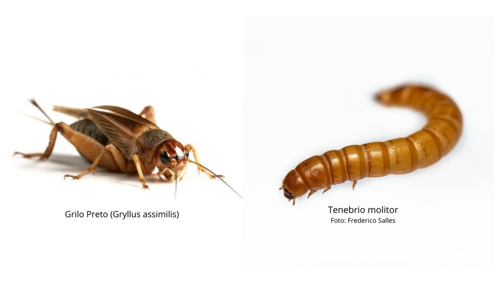 Grilo preto e larva-da-farinha foram usados em estudo — Foto: UFV/Divulgação