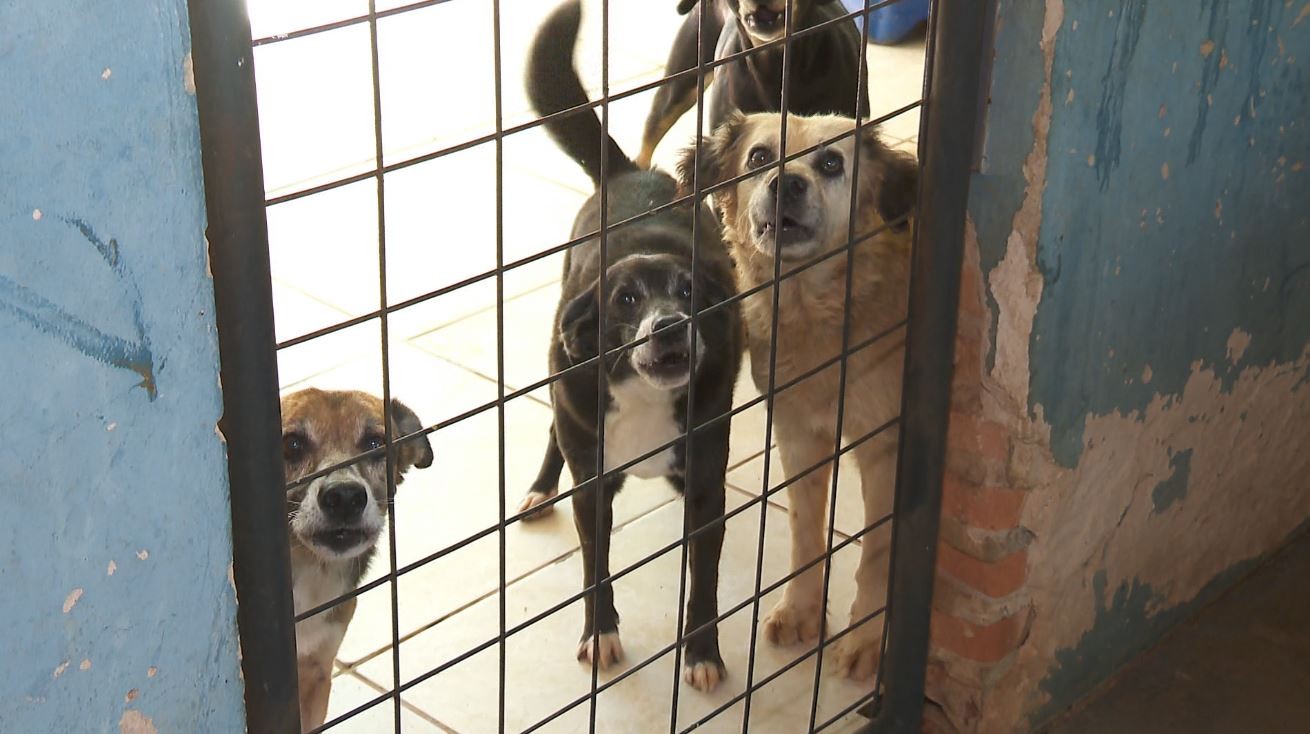 Canil Terra do Gigante - Filhotes de Fila Brasileiro - Fila Brasileiro -  Taubaté - Fila Brasileiro