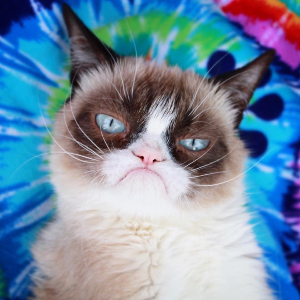 Grumpy Cat: gata rabugenta que virou meme na internet morre nos