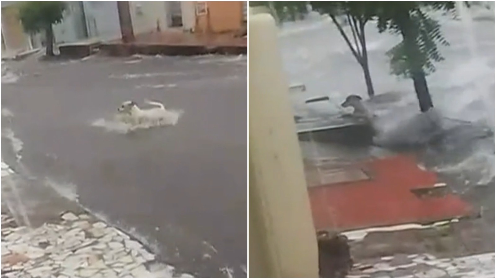 Cão é arrastado por força das águas e se prende a calçada em meio a forte chuva no Ceará
