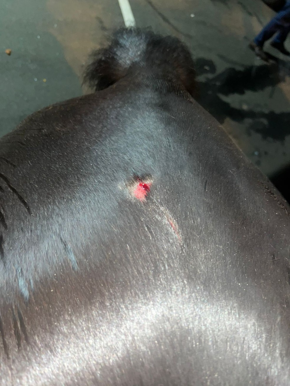 Um dos cavalos feridos durante o confronto da PM contra torcedores da Ponte Preta. — Foto: Polícia Militar