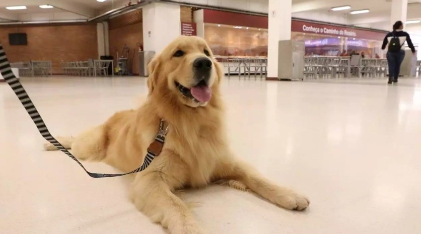 Festa da Padroeira: saiba quais regras os devotos precisam seguir para levar animais de estimação no Santuário Nacional de Aparecida