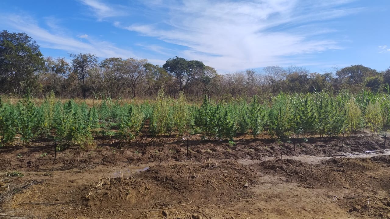 Plantação com 400 pés de maconha é encontrada pela PM atrás de canavial, em Lassance 