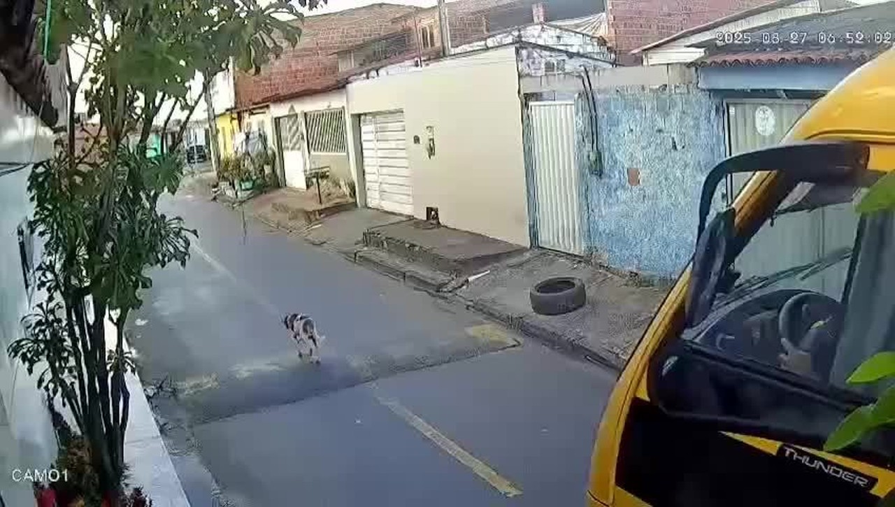 VÍDEO: motorista de ônibus escolar atropela e mata cachorro em Marechal Deodoro, AL 