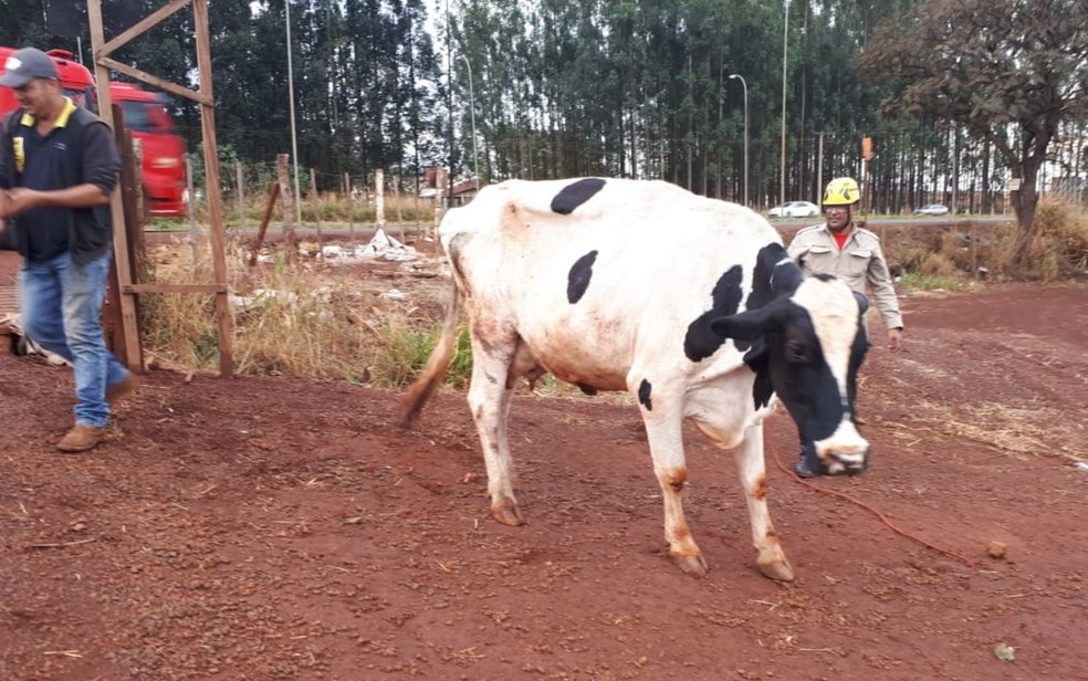 CAVALO CAI EM MATA-BURRO E É RESGATADO POR FUNCIONÁRIOS DA PREFEITURA E  MORADORES DE IPUÃ - Guaíra Informa