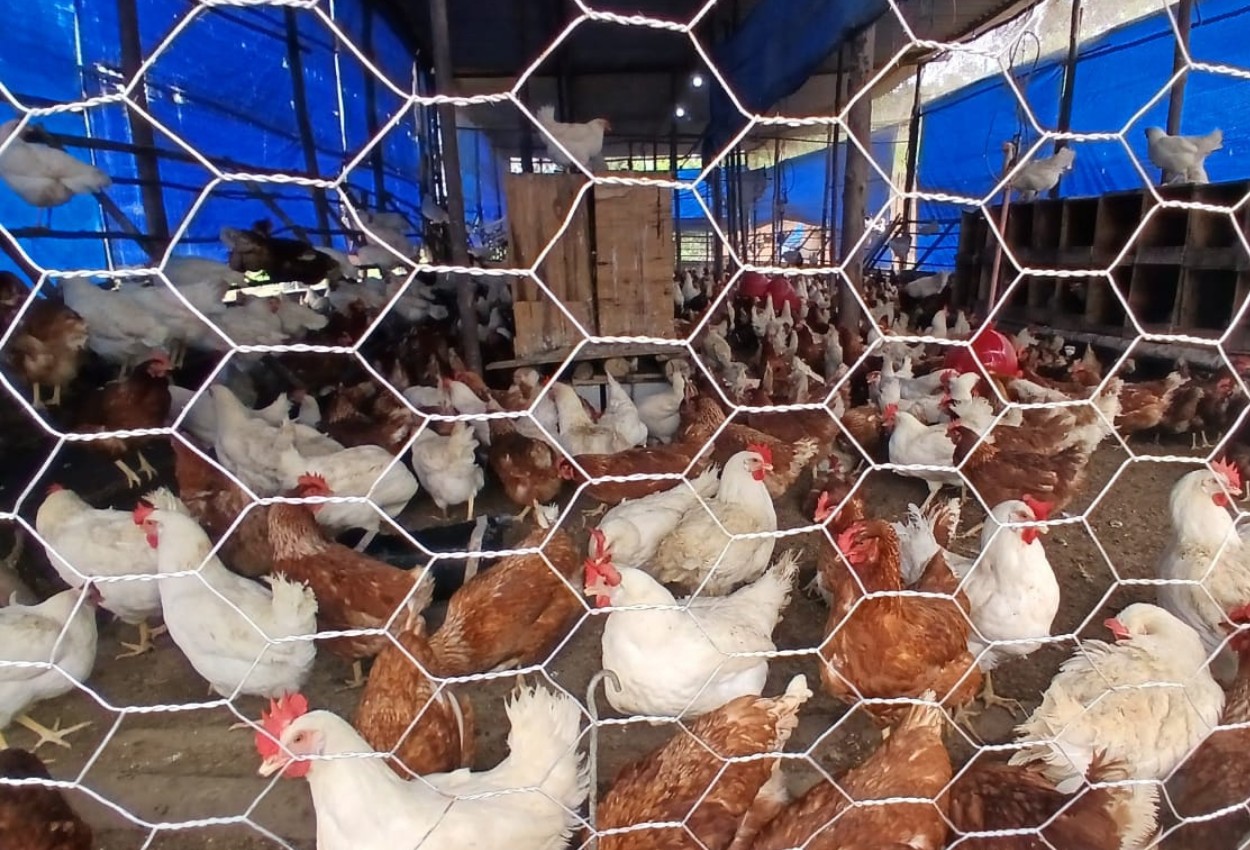Granja tem 2 mil galinhas em situação de maus-tratos e suspeita de trabalho análogo à escravidão em Salesópolis