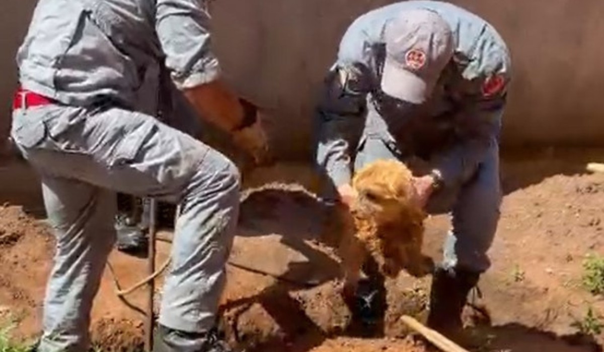Cachorro é resgatado após cair em buraco de 3,5 m de profundidade em obra de Limeira; VÍDEO