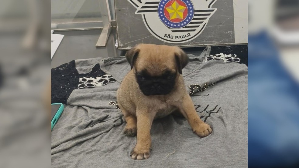 Mulher furta filhote de cachorro em loja de Jales (SP) — Foto: Reprodução/Polícia Militar