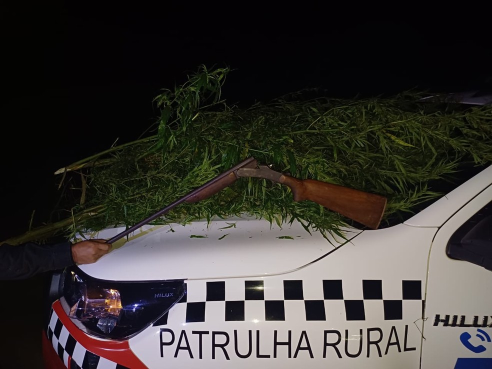 No Pará Drone flagra plantação com 2 mil pés de maconha em Terra Alta; Em Terra Alta, um município no nordeste do Pará, uma equipe