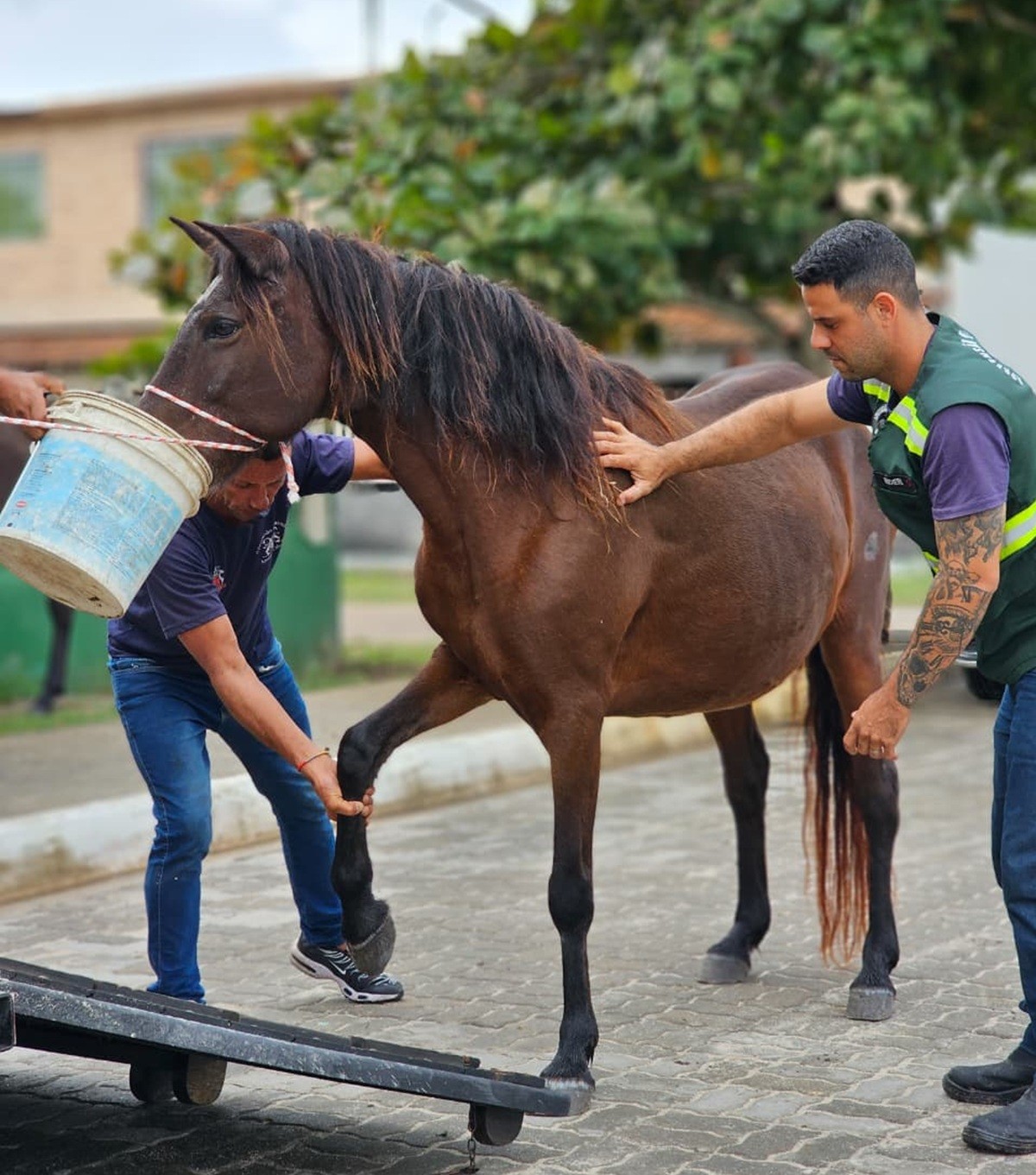 Seis cavalos soltos são recolhidos em ruas de Arraial do Cabo