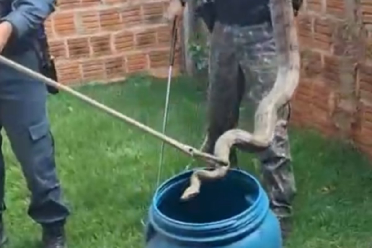 VÍDEO: jiboia é encontrada em portão de residência em MS