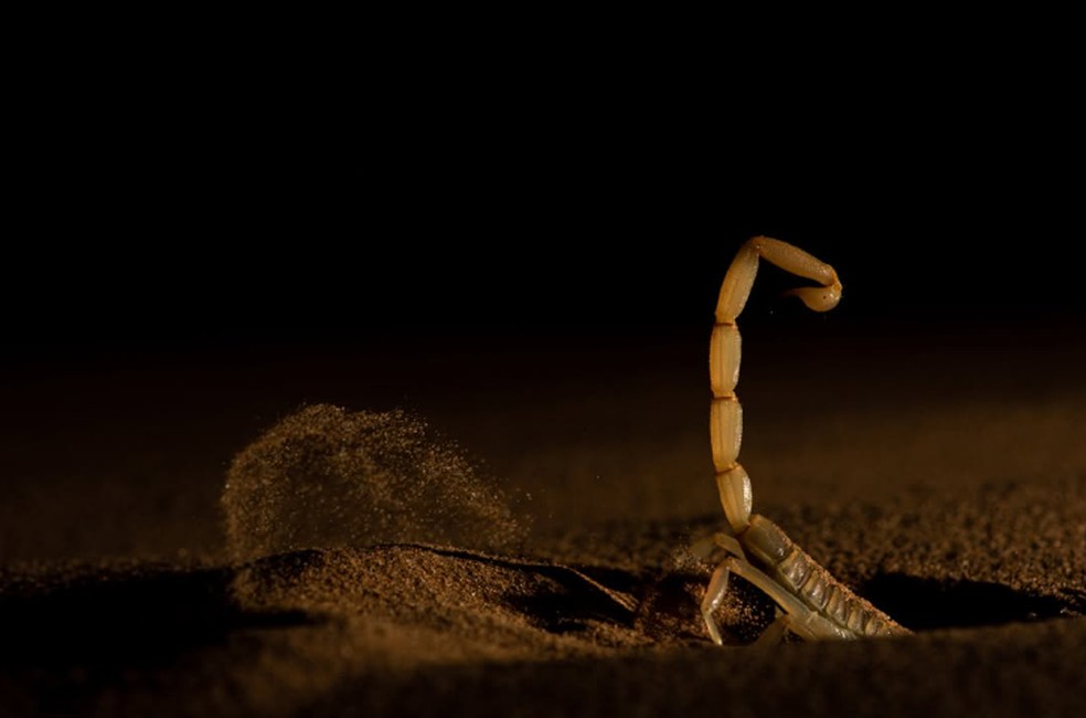 A foto de Sitaram Raul, que retrata um escorpião se enterrando em uma duna de areia no Deserto de Thar, venceu a categoria Invertebrados — Foto: Sitaram Raul