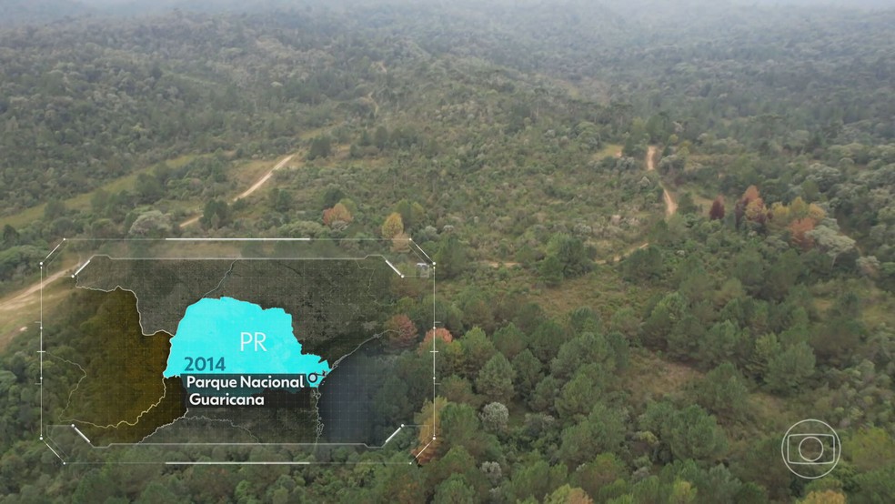 No Paraná, reflorestamento da Mata Atlântica ganha reforço humano e tecnológico — Foto: Reprodução/TV Globo