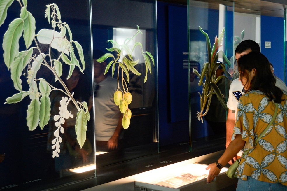 Setor 'uma coleção viva', do Museu do Jardim Botânico — Foto: Tomaz Silva/Agência Brasil