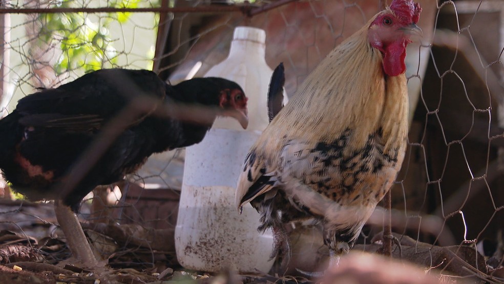 Galo faz o dever de casa, bate o Goiás e sobe para o quinto lugar