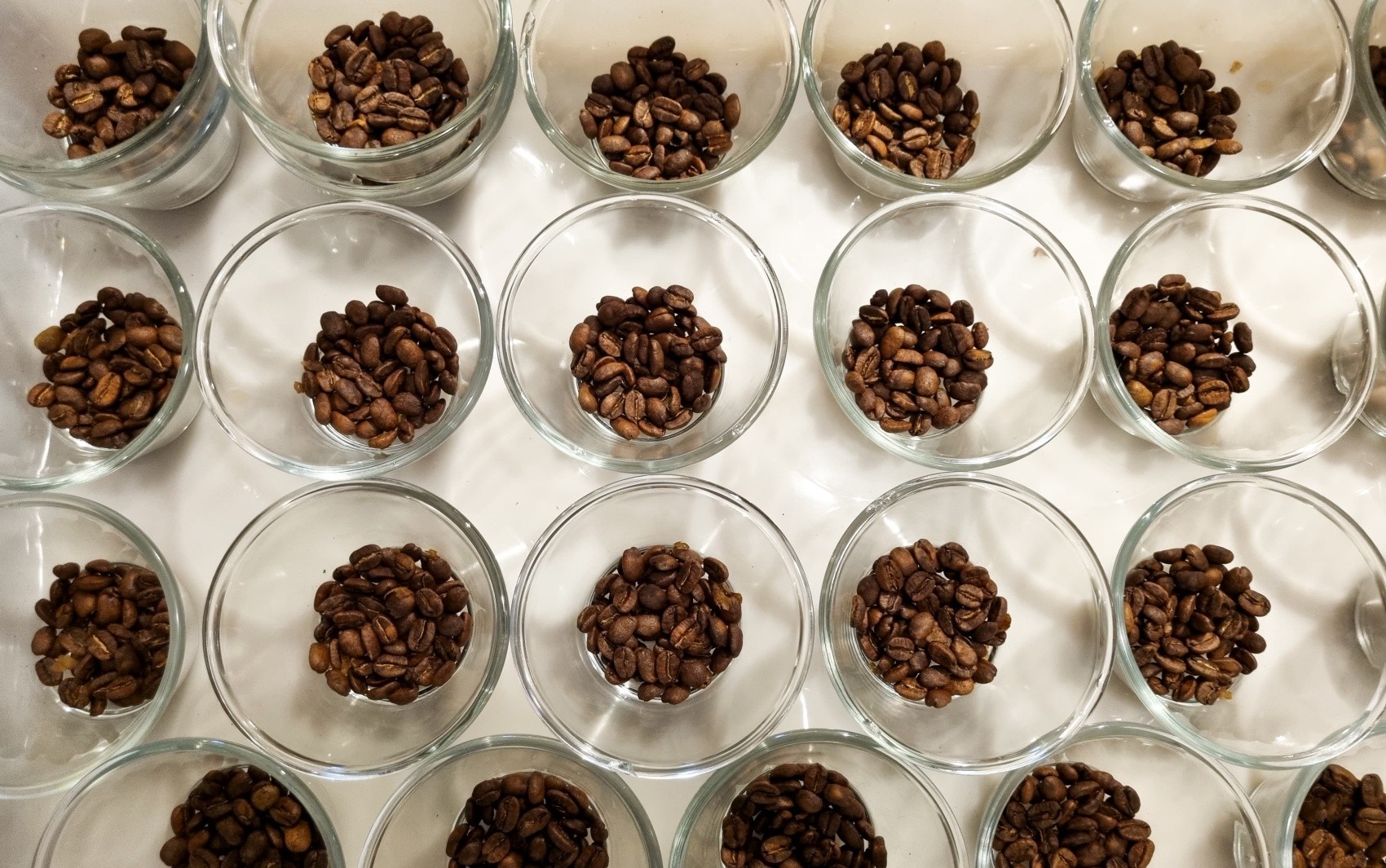 Concurso de Qualidade dos Cafés de Minas abre inscrições gratuitas para edição 2026; veja como se inscrever 