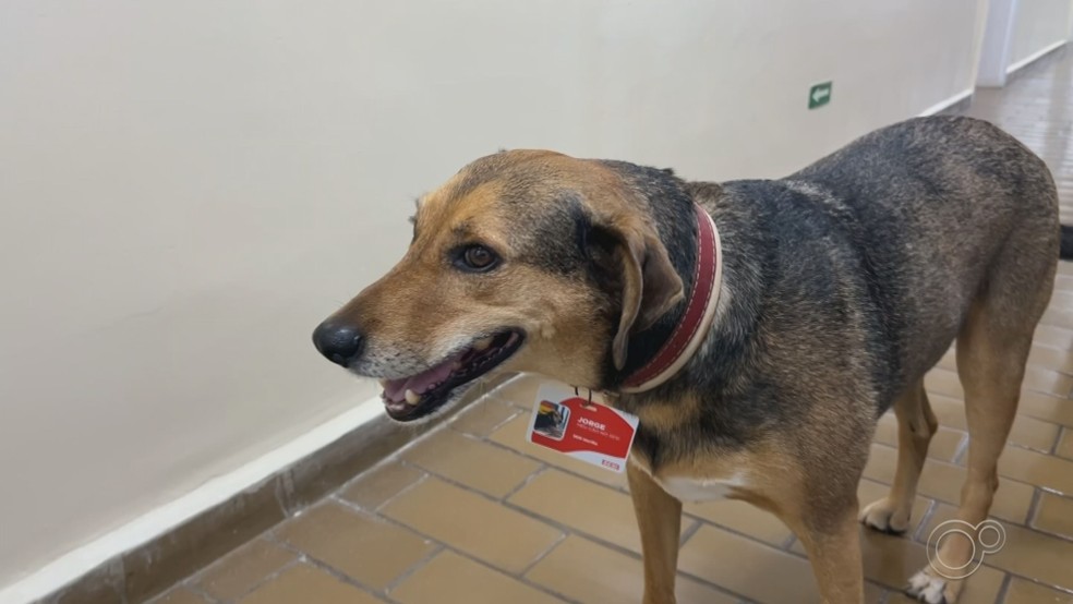 Cães 'funcionários' são resgatados das ruas e adotados coletivamente no interior de São Paulo — Foto: TV TEM/Reprodução