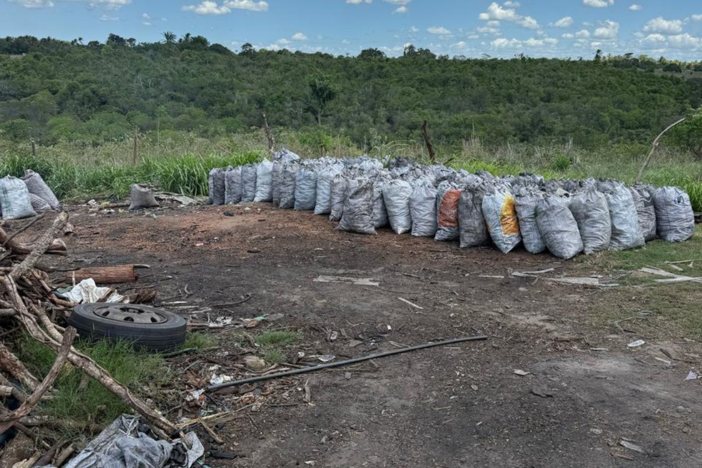 Operação desmanchou carvoaria clandestina em Feira de Santana — Foto: Divulgação/SEMMAM