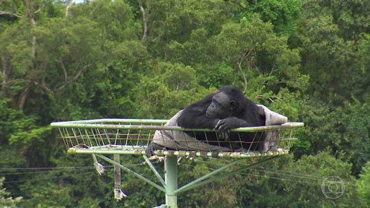 Animais se tornaram personagens frequentes no noticiário de 2017 - Programa: Retrospectiva 