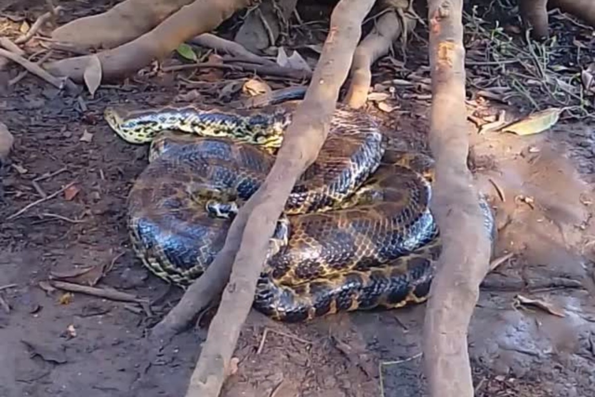Vídeo: sucuri gigante presa em rede de pesca é restagada no Pantanal