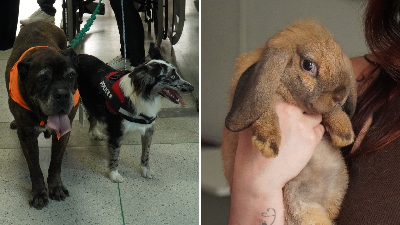 'Bichoterapia': Cães e coelho auxiliam pacientes em tratamento hospitalar em Ilhabela, no Litoral Norte de SP