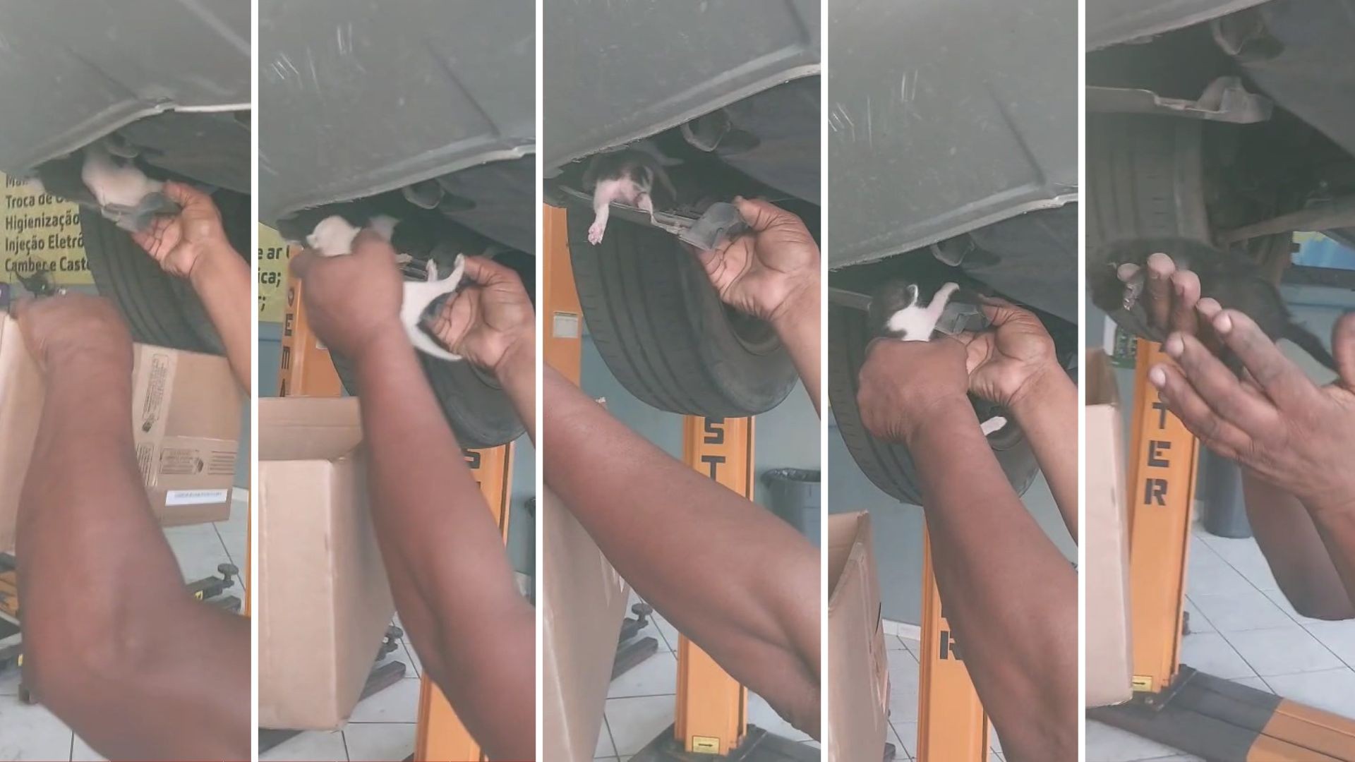 VÍDEO: motorista leva carro para oficina e descobre ninhada de gatinhos escondida no motor