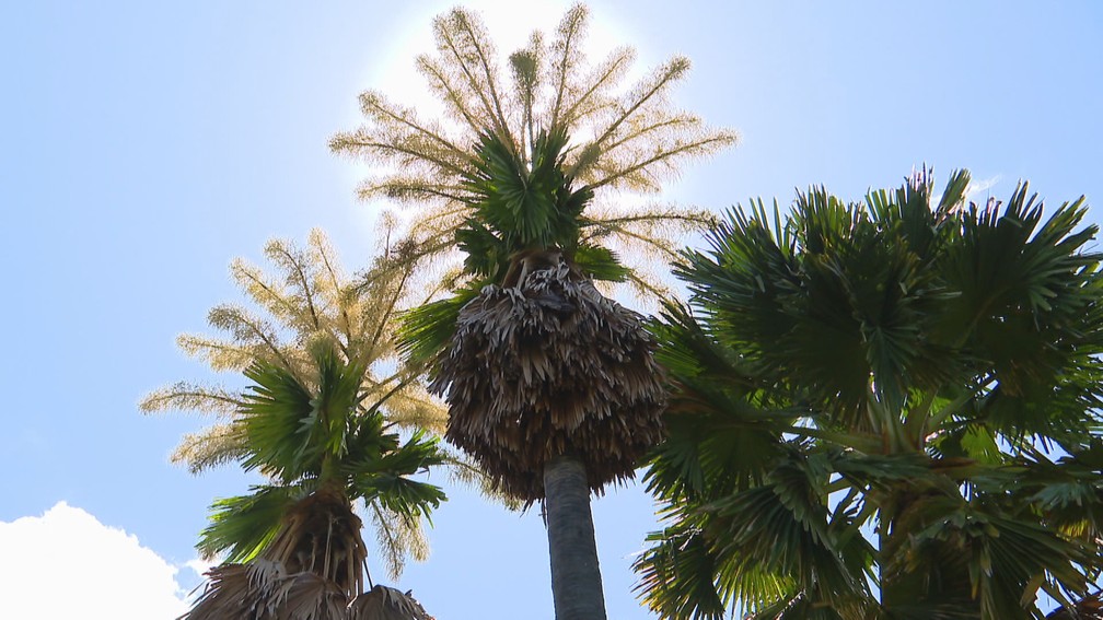 Palmeiras Talipot no Aterro do Flamengo — Foto: Reprodução/TV Globo