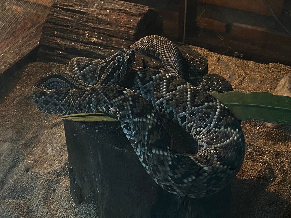 A lista que revela as cobras mais venenosas do mundo - NSC Total