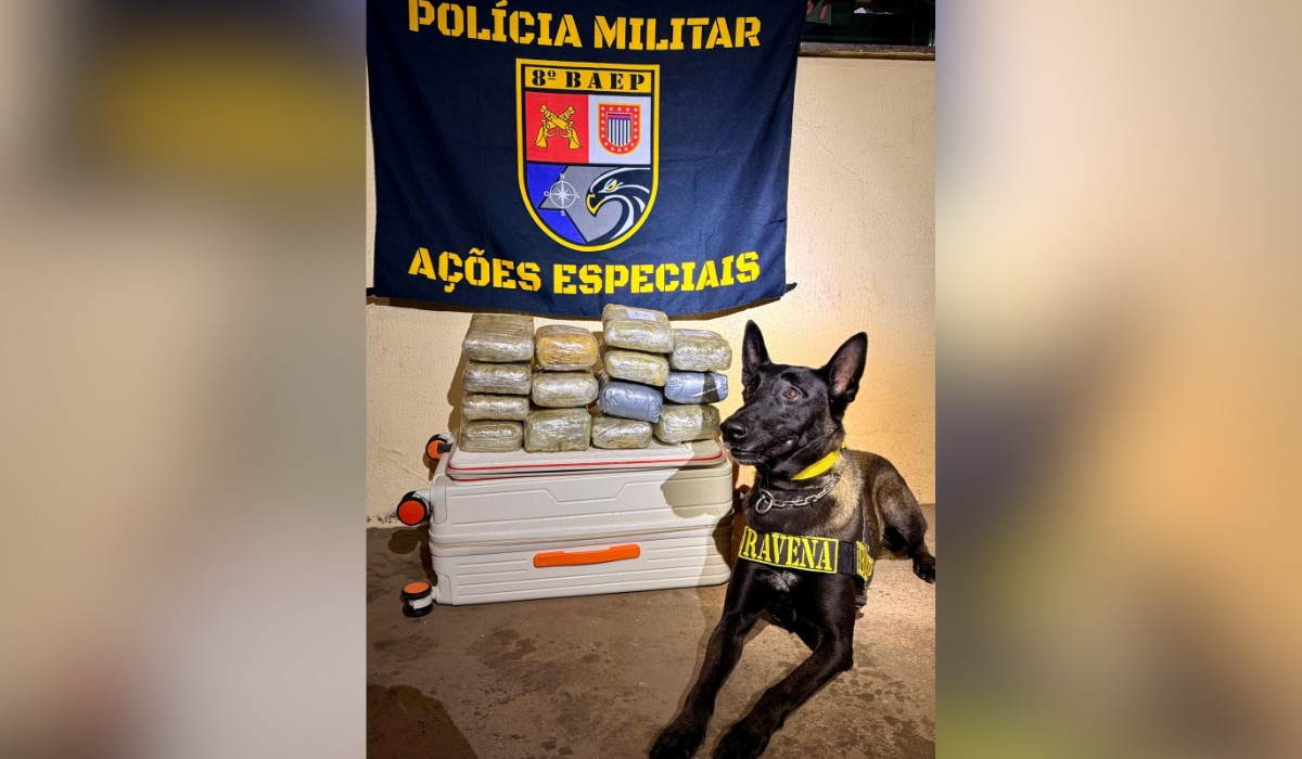 Cadela de faro encontra drogas em mala em ônibus e passageiro é preso por tráfico no interior de SP