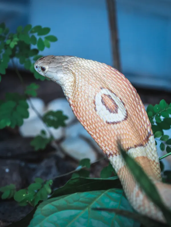 Meu vizinho tem uma naja: tráfico de serpentes dispara no Brasil