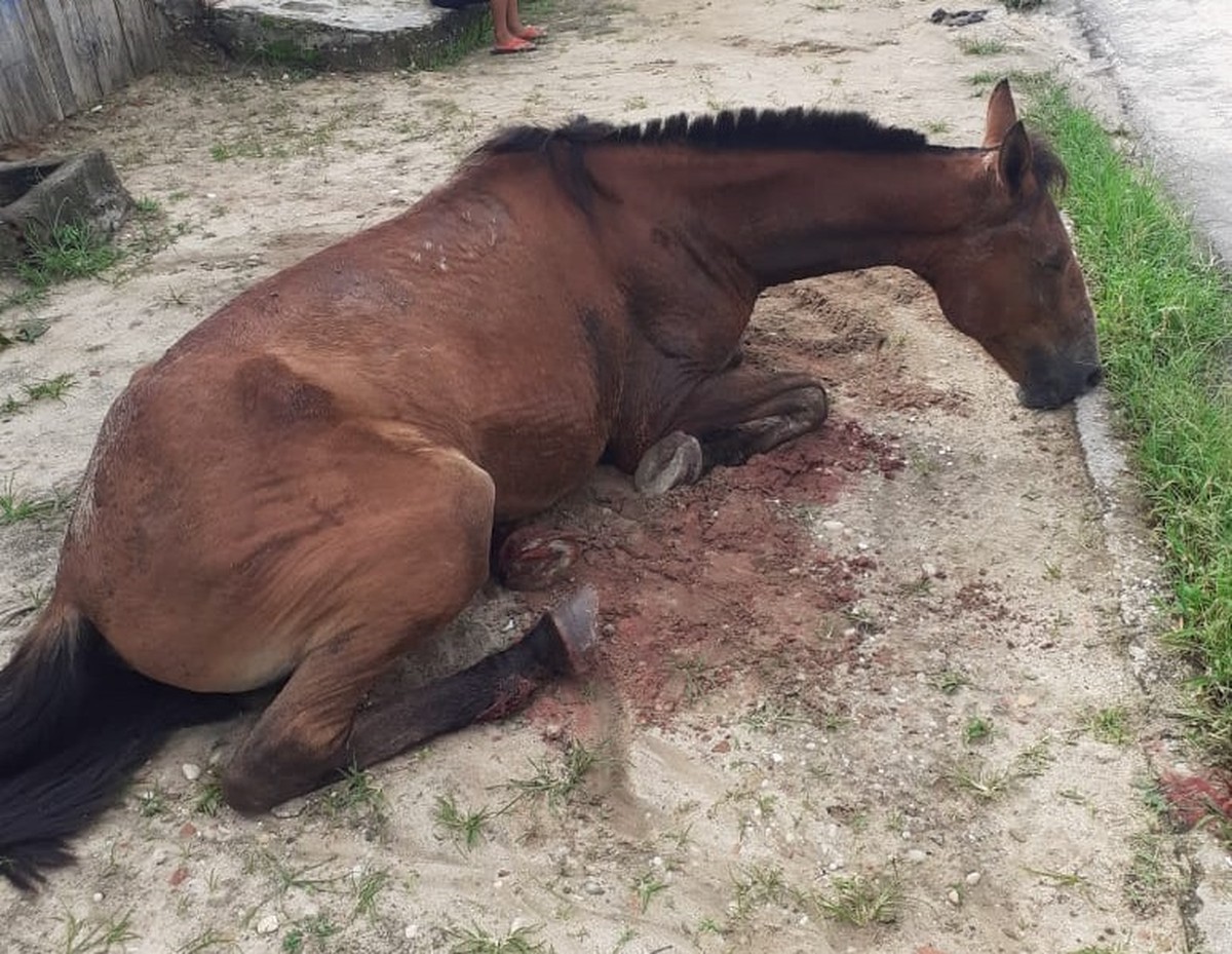 Homem que matou cavalo com tiro na cabeça morre esfaqueado - BAHIA