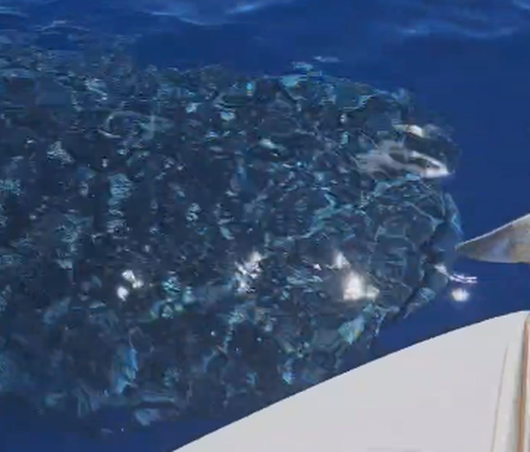 Em raro registro, tubarão-baleia é flagrado na costa sergipana