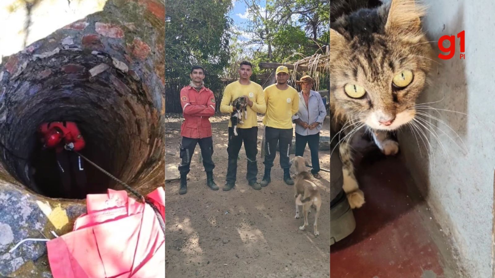 Gato desaparecido há 15 dias é resgatado de poço de 15 metros no interior do PI