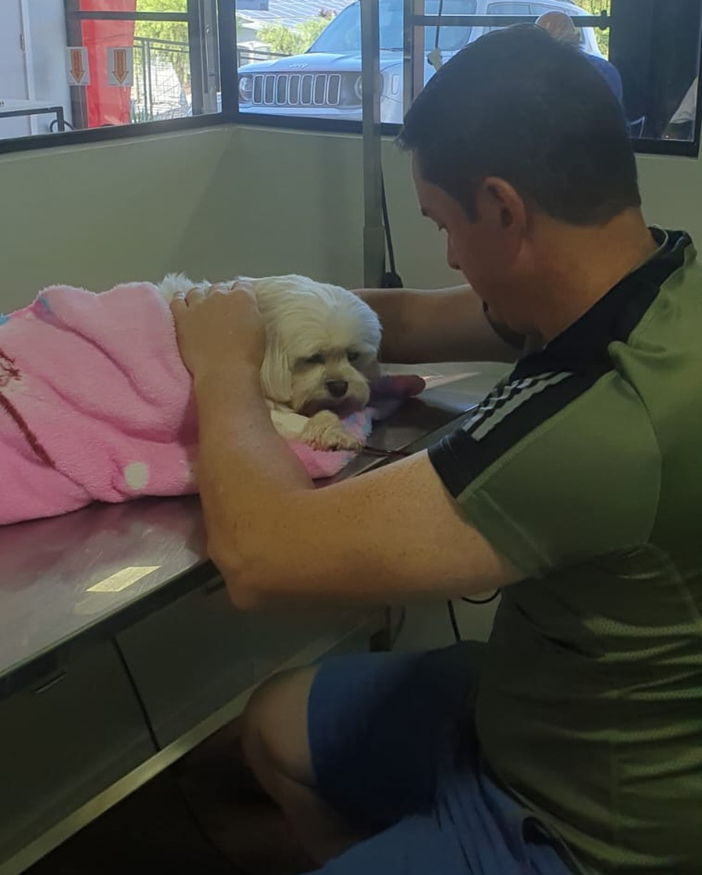 Cão intoxicado recebeu sangue de doação de cachorra da polícia de São Miguel do Oeste — Foto: Polícia Civil/Divulgação