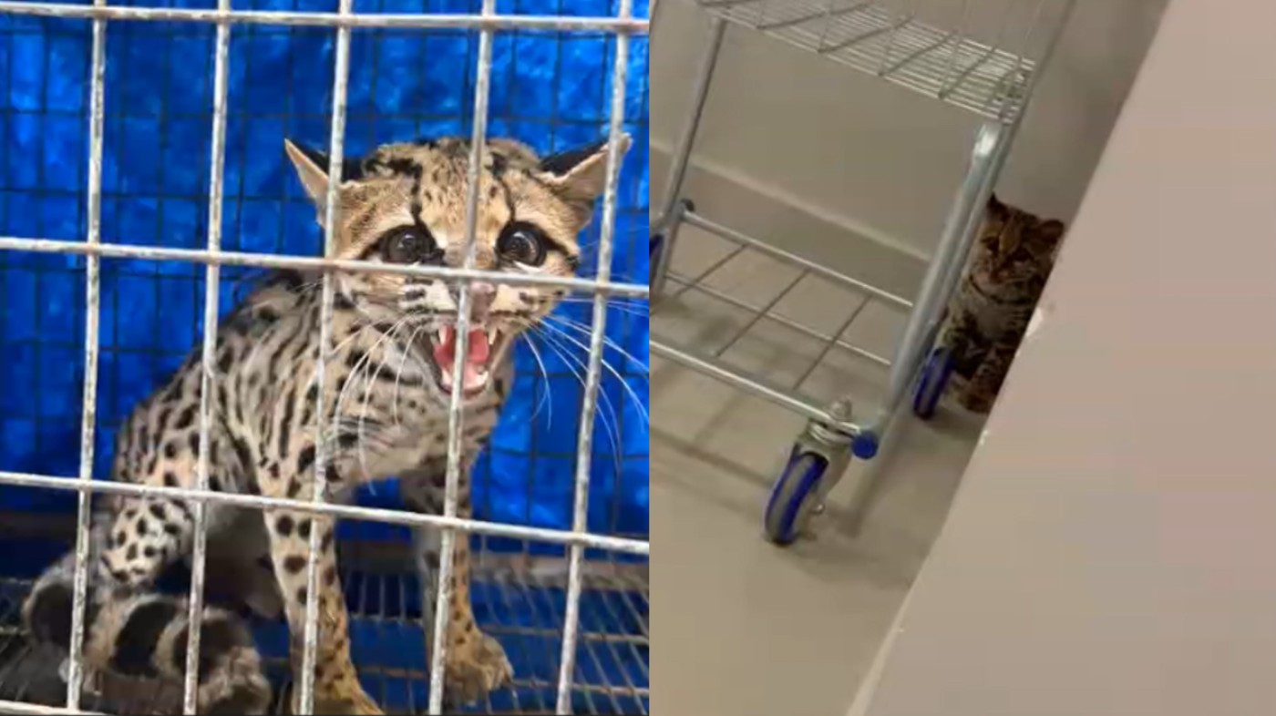 Felino em risco de extinção é encontrado dentro de condomínio do Paraná