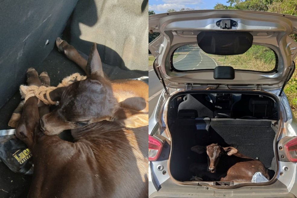 Bezerro furtado foi encontrado dentro do porta-malas de um carro em José Bonifácio (SP) — Foto: Polícia Civil/Divulgação