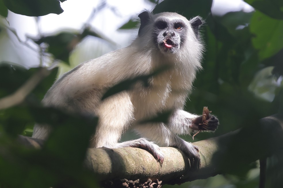 Antes, acreditava-se o sagui-de-manto-branco habitava apenas a faixa entre os rios Juruá e Tarauacá, mas agora a espécie foi registrada entre os rios Tarauacá e Envira — Foto: Projeto Rio Muru