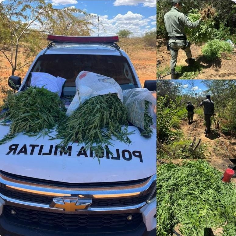 Polícia Militar erradica cerca de 3 mil pés de maconha em Petrolina 