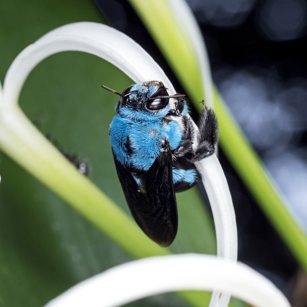 Solitária e difícil de ser fotografada: saiba mais sobre a abelha