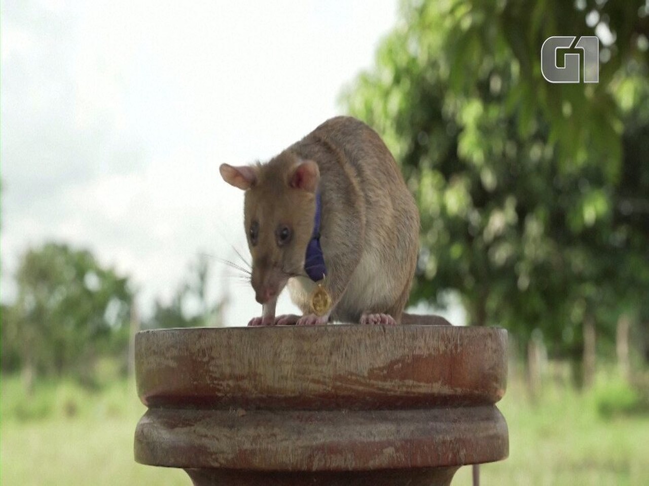 Magawa, o rato 'herói' que detecta minas terrestres se aposenta com ...