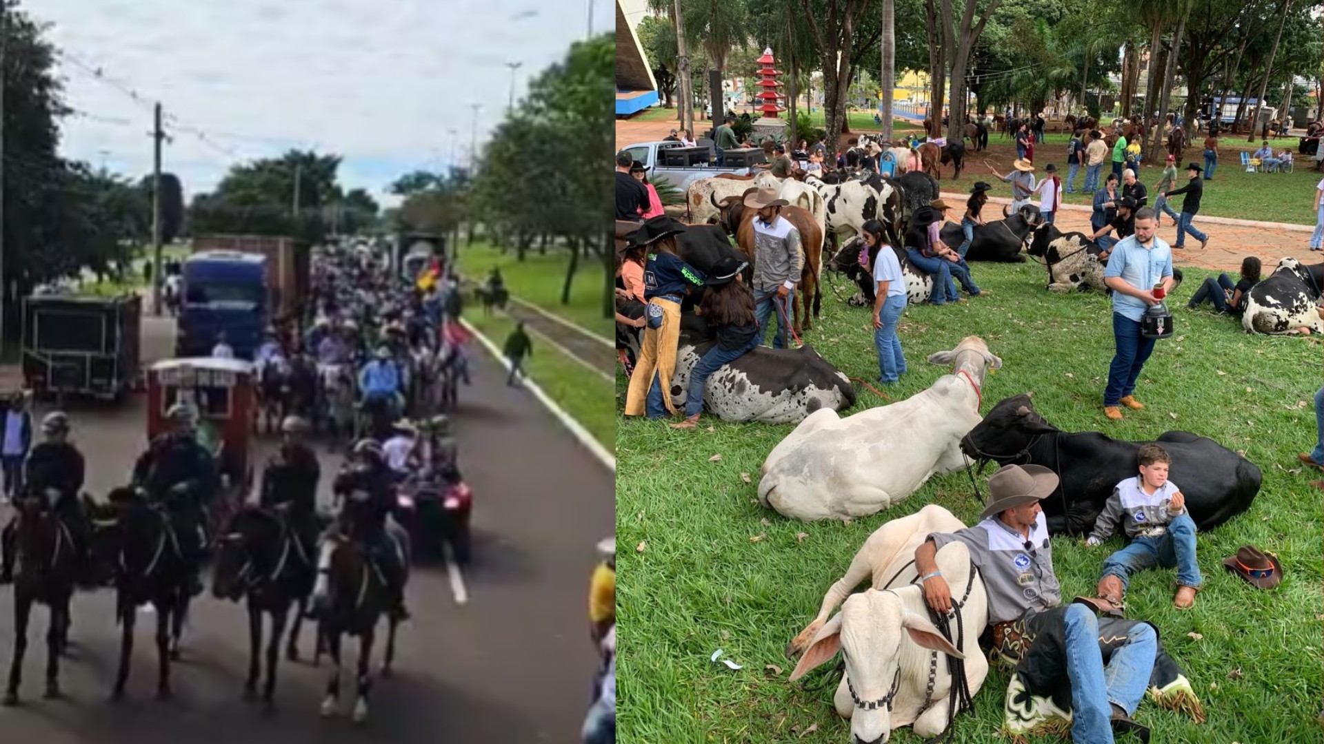 Campo Grande recebe desfile de cavalos e touros na abertura do Brasileirão do Laço Comprido