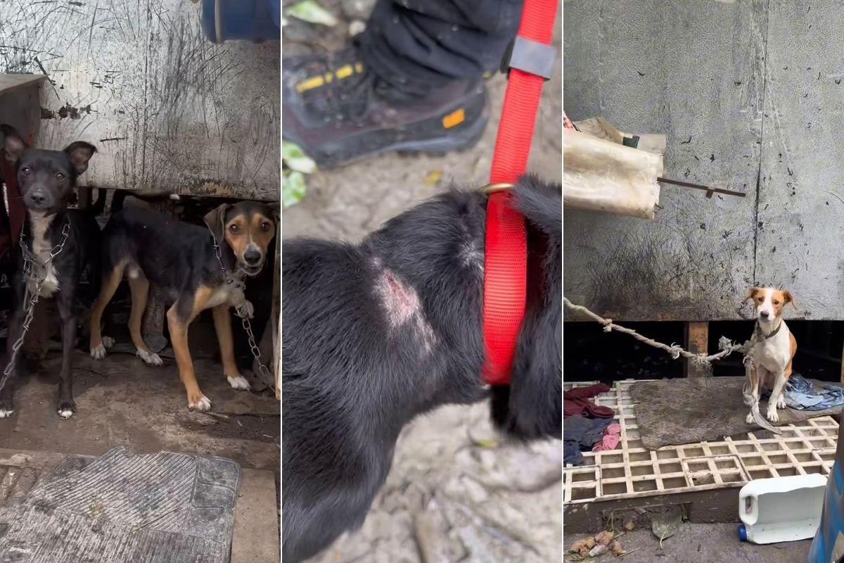 Cães são resgatados acorrentados em casa com lixo, fezes e ratos em Cubatão