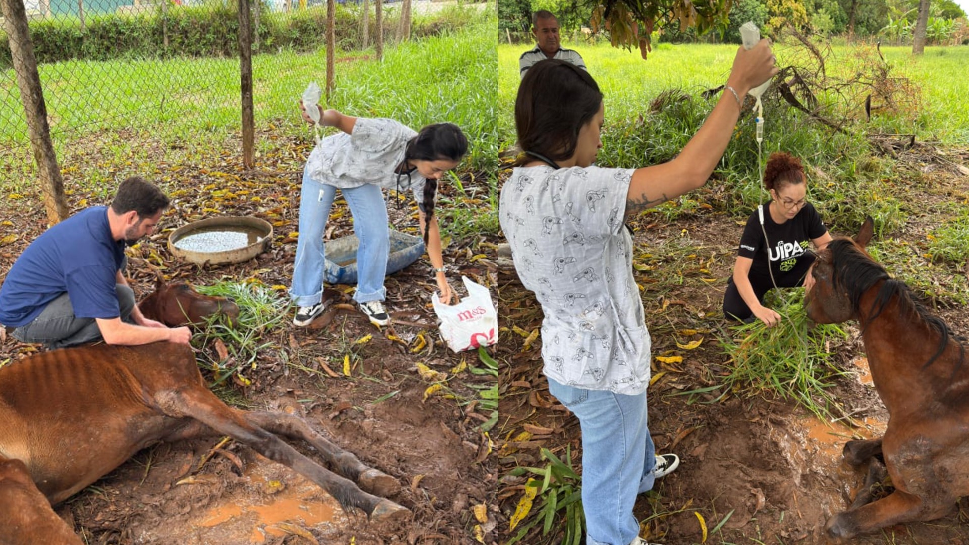 Égua em situação de maus-tratos é resgatada em Itapetininga; tutor foi preso