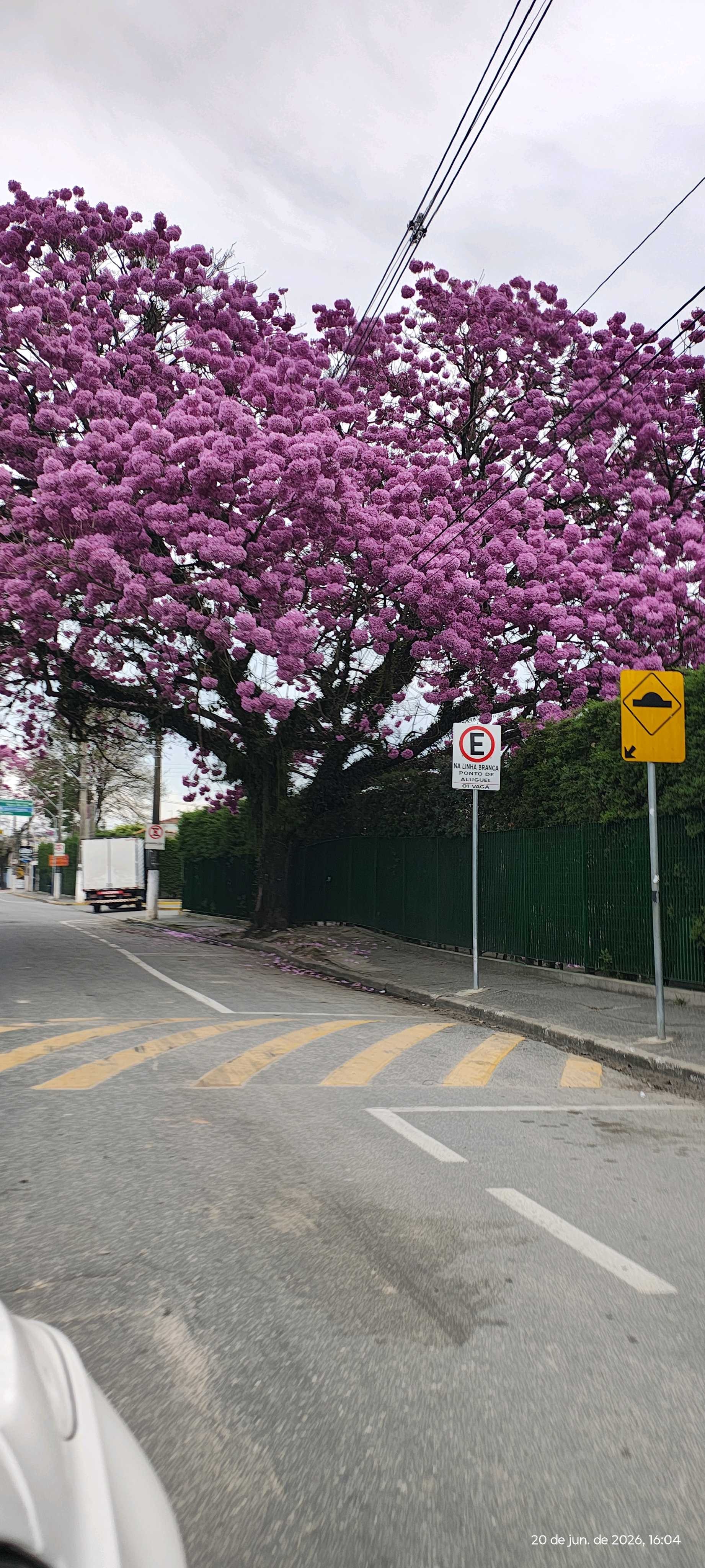 Ipê-rosa no Jardim Flórida, em Jacareí. — Foto: Isabel Cristina/Vanguarda Repórter