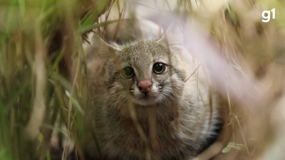 Gato-palheiro-pampeano: um dos felinos mais raros do mundo enfrenta o último estágio antes da extinção